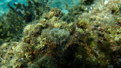 Obraz na płótnie Canvas Encrusting colonial ascidian form or tunicate Diplosoma spongiforme undersea, Aegean Sea, Greece, Halkidiki 