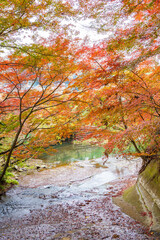 紅葉と清流