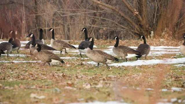 Rack focus of close bare plants during winter onto a nide of grounded Canadian Geese