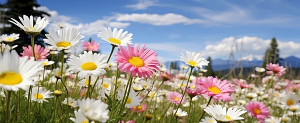 Fototapeten Field of daisies against the backdrop of the mountains and blue sky © thodonal