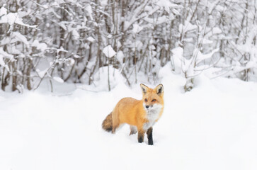 Red fox with a bushy tail and orange fur coat hunting in the freshly fallen snow in Canada - 689105767