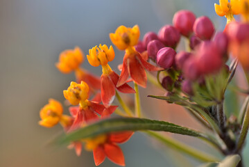 アスクレピアス、唐綿トウワタ花言葉、心変わり