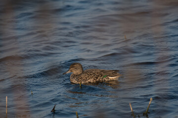 Green-Winged Teal swimming in the wetlands at Montezuma National Wildlife Refuge