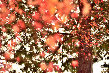 兵庫県・晩秋のなか、やちよの森公園竹谷山渓谷