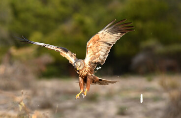 aguila lagunero macho en el bosque