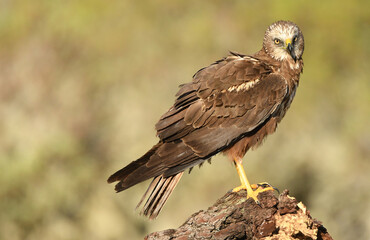 aguila lagunero macho en el bosque