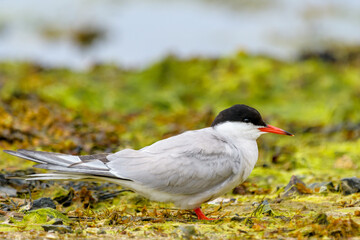 Common Tern