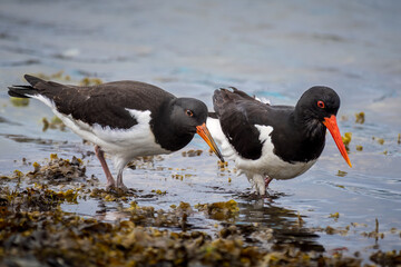 Eurasian oystercatcher (Haematopus ostralegus)