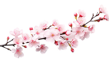 Cherry Blossom Bloom On Transparent PNG