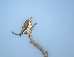 Swainson's Hawk in a treetop