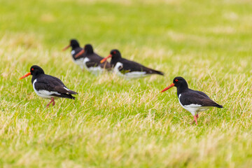 Eurasian oystercatcher (Haematopus ostralegus)
