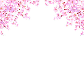 Obraz na płótnie Canvas 桜のフレーム　飾り枠　素材　お花見　入学　卒業　入園　卒園　ひな祭り　ひなまつり　白背景　白バック