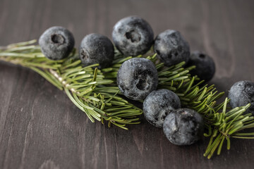 Fresh blueberries on green fir branch, dark wooden background