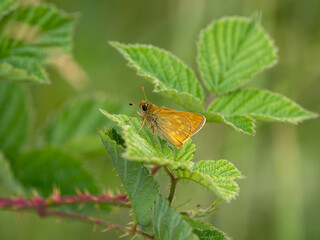 Large Skipper Butterfly Resting on a Leaf