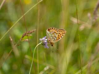 Dark Green Fritillary Feeding on a Scabious