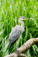 Portrait of a gray heron. Bird in natural habitat. Ardea cinerea.