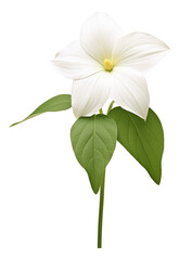  trillium, white flower isolated on white