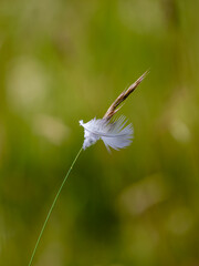 White Feather Stuck on a Grass Stem