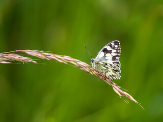 Marbled White Butterfly Resting on a Grass Stem
