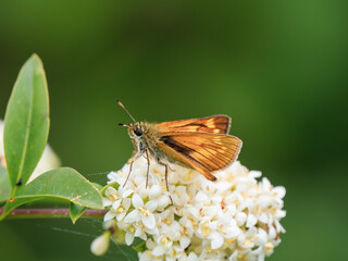 Large Skipper Butterfly on Wild Privit Blossom