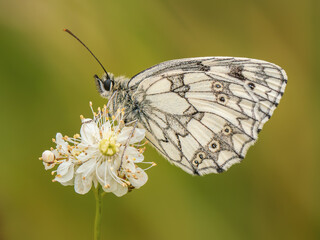 Marbled White Butterfly Feeding. Wings Closed.