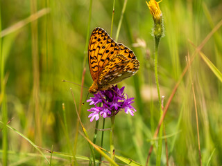Dark Green Fritillary Feeding on a  Pyramidal Orchid