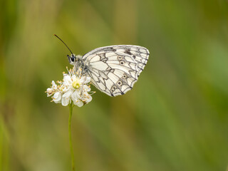 Obraz premium Marbled White Butterfly Feeding. Wings Closed.