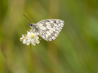 Marbled White Butterfly Feeding. Wings Closed.