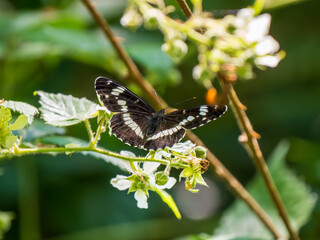 White Admiral Butterfly. Wings Open.
