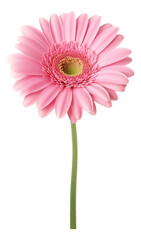 pink gerbera flower