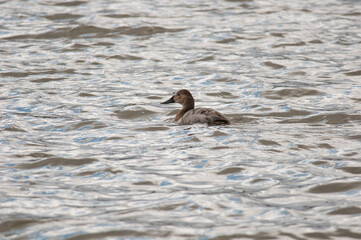 Canvasback swimming on a small lake at a park in New York