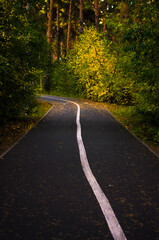 curved asphalt highway and autumn forest by sides