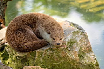 Otter on the rock
