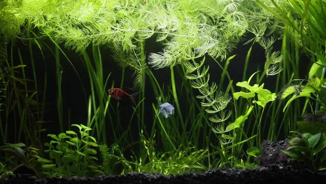 glofish widow tetra fish swimming in aquarium with plants