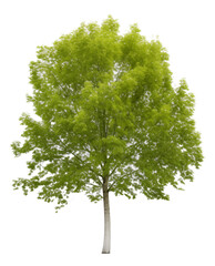 Poplar tree isolated on white - obrazy, fototapety, plakaty