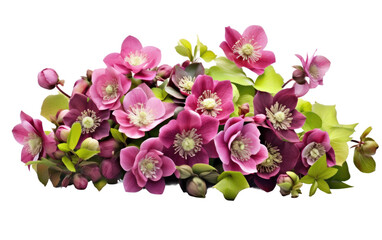 Hellebore Cluster Captured On Isolated Background