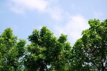 Obraz premium Green trees on the sky background.