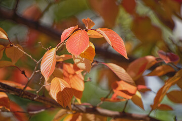 紅葉の響き