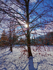 Winterlandschaft mit Baum und Sonne in einem Park in Kassel Wilhelmshöhe