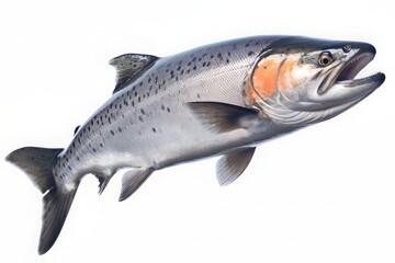 Atlantic salmon isolated on a white background - obrazy, fototapety, plakaty