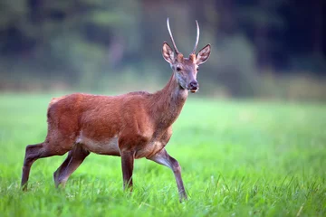 Fotobehang Red deer in a clearing in the wild  © Janusz
