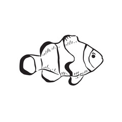A line drawn illustration of a clownfish in black and white, shaded with lines. Drawn entirely by hand.
