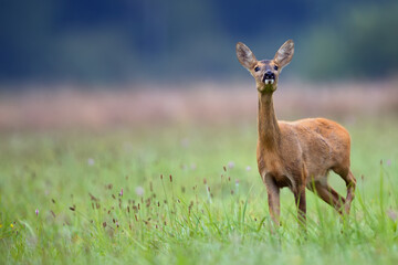Roe deer in a clearing in the wild
