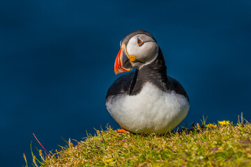 Atlantic puffin