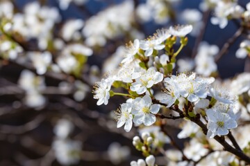 Obraz premium Blackthorn. Blooming and crumbling blackthorn in springtime. Spring bushes with soft focus and blurry. Nature wallpaper blurry background. Soft focus.