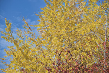秋の黄色