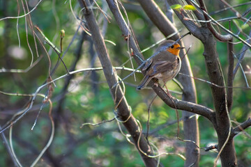 robin on a branch