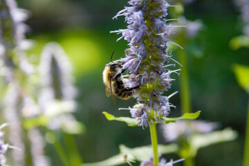 bee on a flower