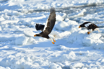 Bird watching with floating ices in winter