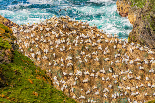 Gannet (Northern Gannet)